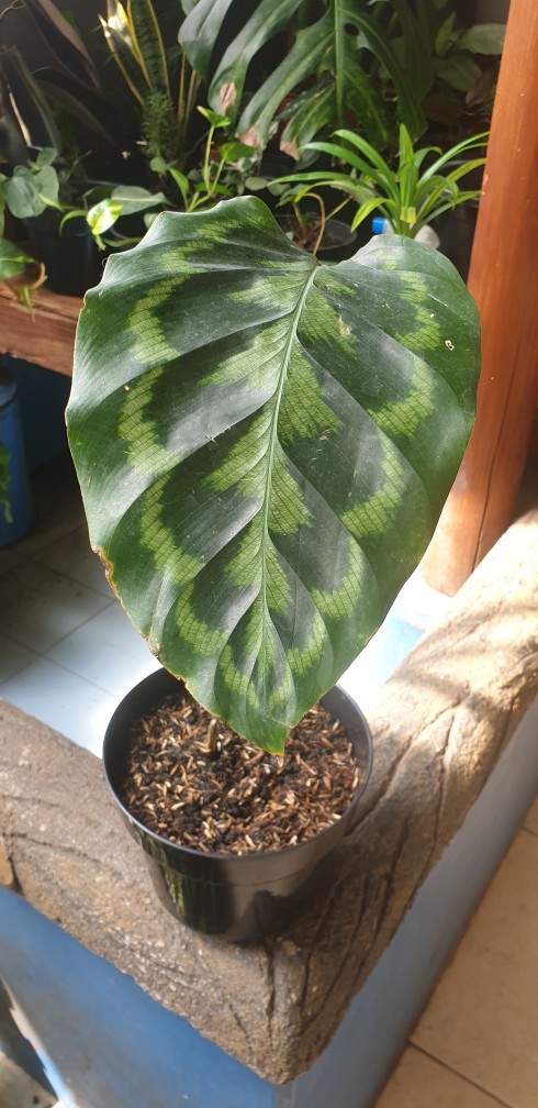 Tanaman Hias Daun Calathea Peacock