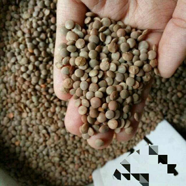 

Adas hitam asli arab 500 gr