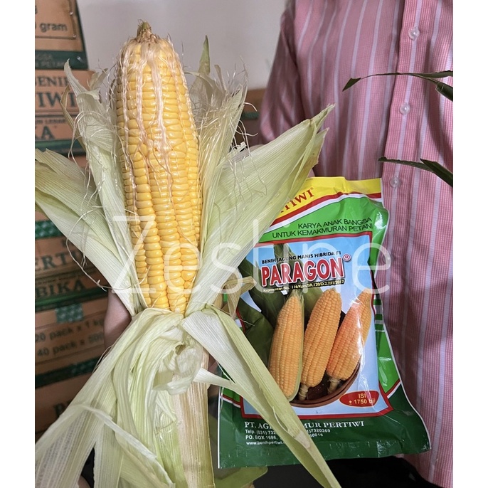 [Tani] Benih Jagung Manis Paragon SMALL PACK = 200 biji/bungkus