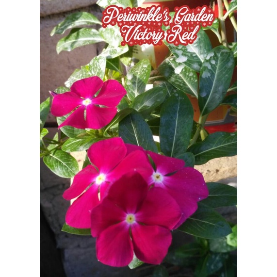 BENIH FRESH BUNGA CANTIK VINCA JUNTAI/GANTUNG VICTORY RED