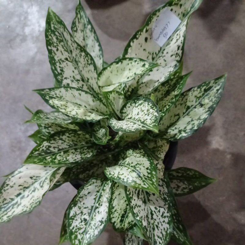 aglonema snow white rumpun