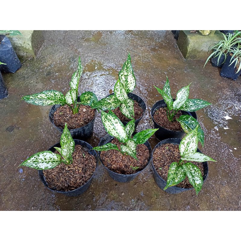 Aglaonema snow white