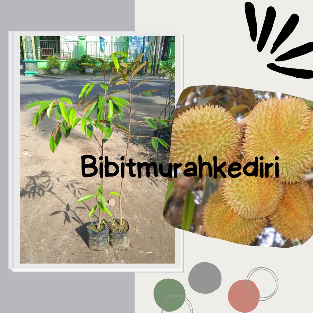 Bibit Buah Durian Matahari