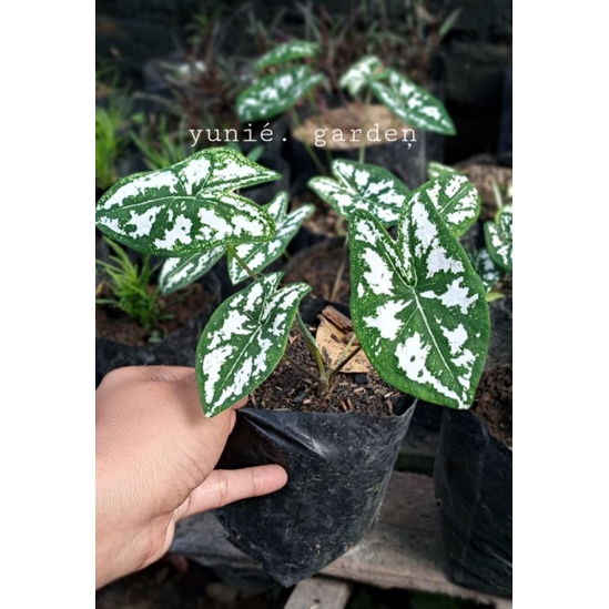 Termurah Keladi Mini |Keladi Liliput | Keladi Mutiara