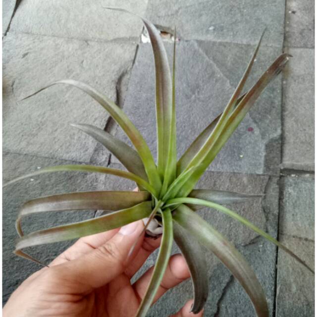Tillandsia love knot size medium