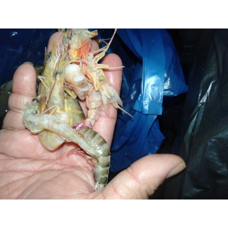 

UDANG LAUT . GROSIRAN 5KG