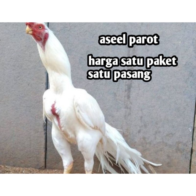 telur ayam bangkok aseel parot