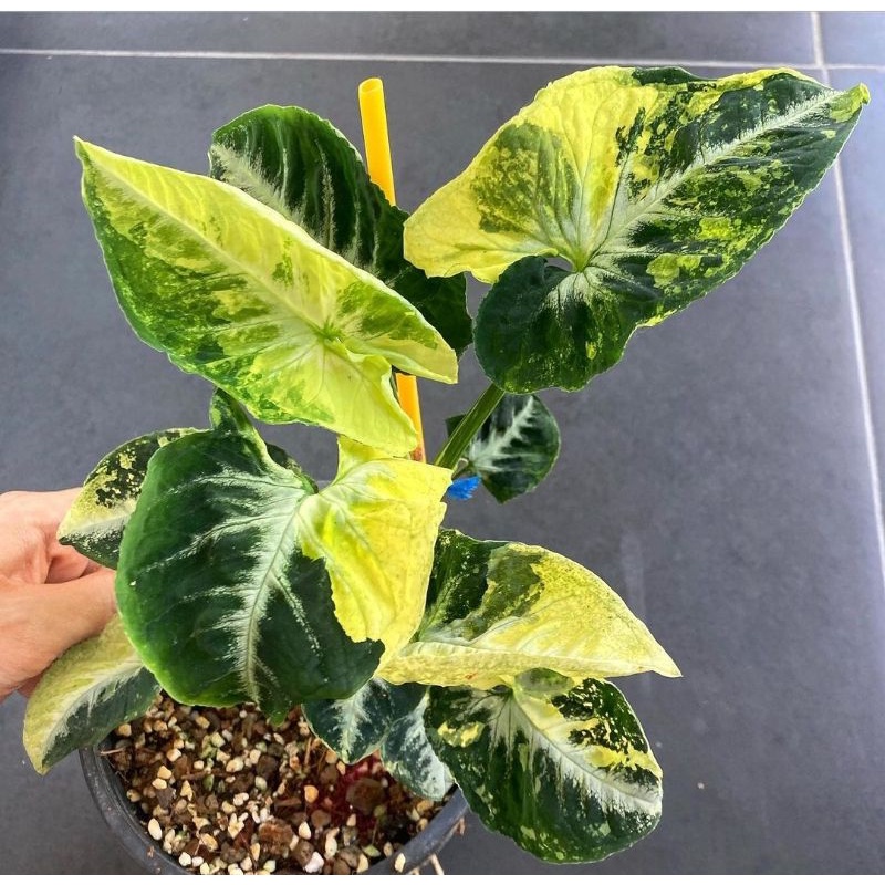 Syngonium Yellow Anakan | Tanaman Hias Syngonium Yellow Murah