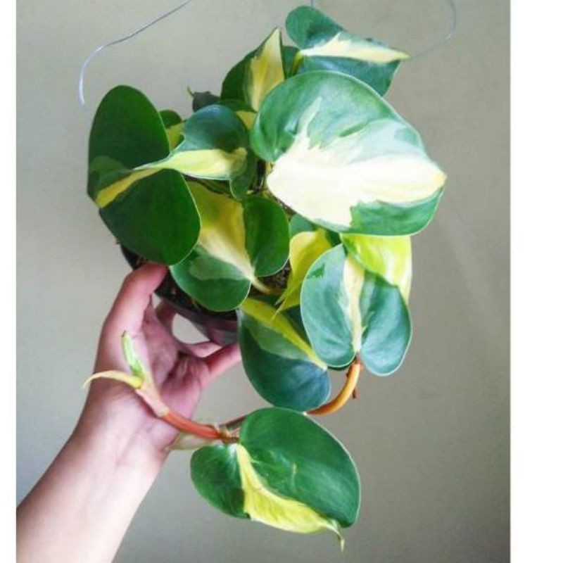 Tanaman Hias Sirih Gading Brazil/Tanaman Bunga Gantung Sirih Brazil/Sirih Gading Brazil