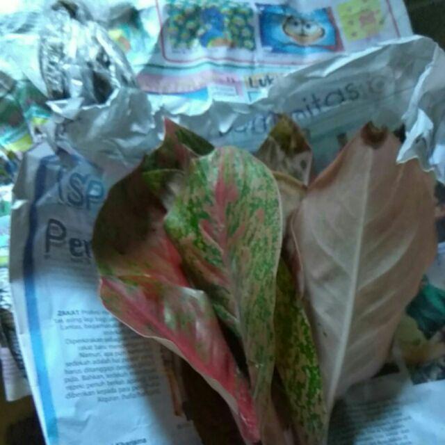 Tanaman Hias Indoor Aglaonema Dud Anjamani