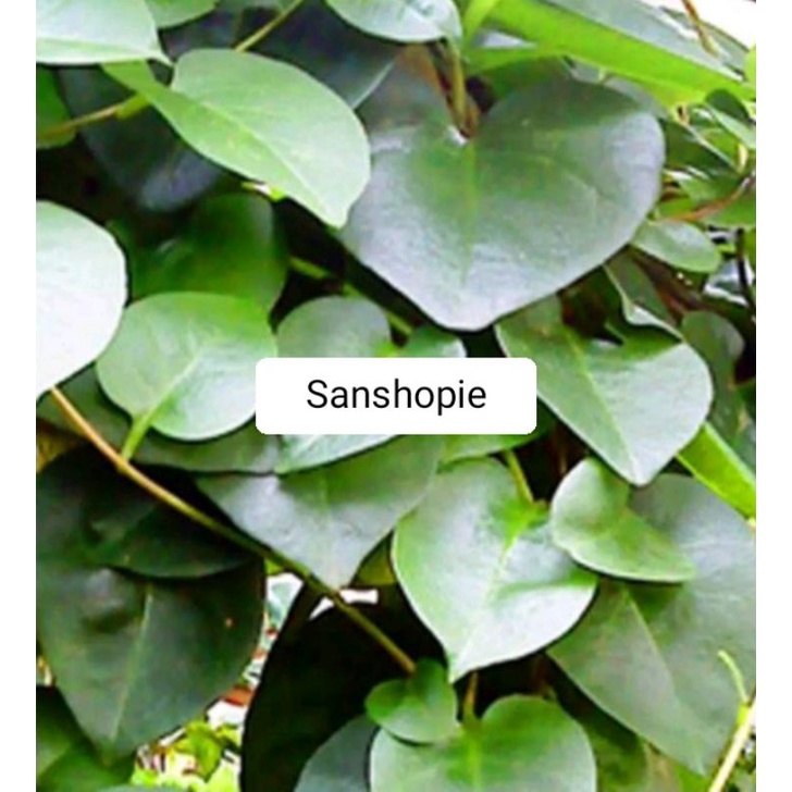 

Daun Binahong Hijau Segar Paket Per 1 kg