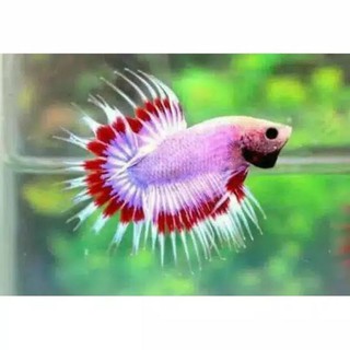 ikan cupang serit maskot kombinasi betta fish crowntails