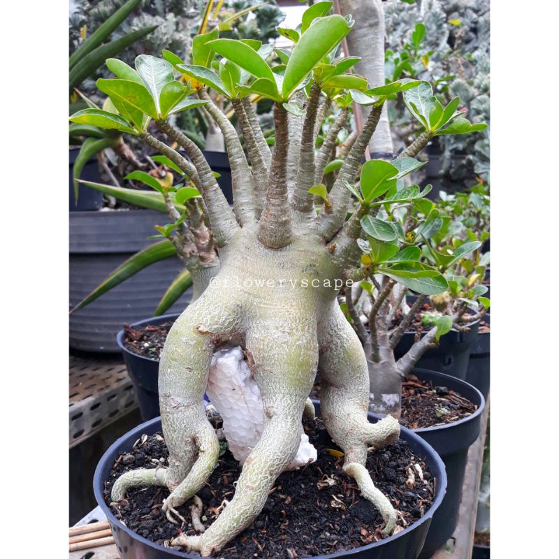 Adenium godji