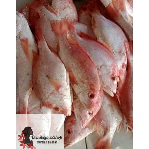 

ikan kakap merah segar murah 1 kg