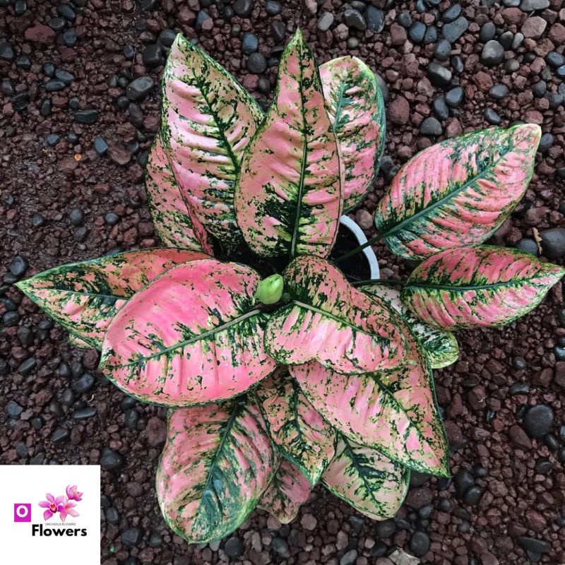 Aglonema ruby compacta