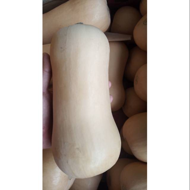 

Butternut Squash