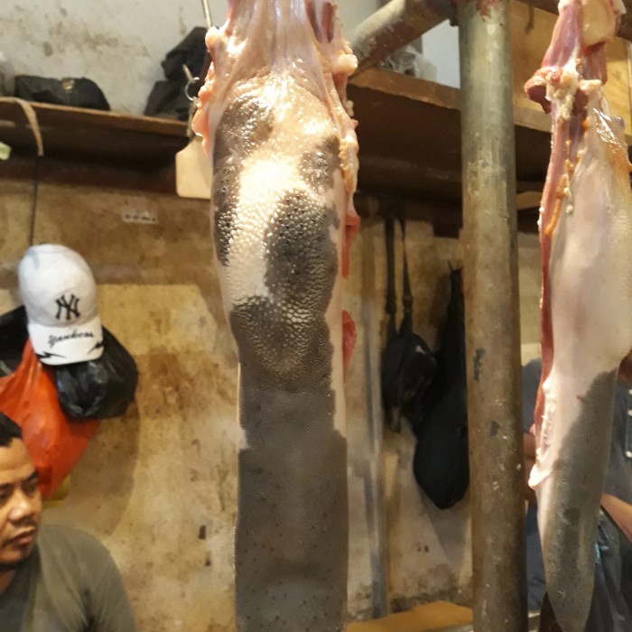 

Lidah Sapi Utuh 1 KG lebih