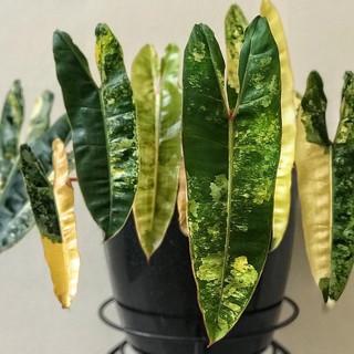 Batang Bonggol Philodendron Kabel  Busi  Variegata  Shopee 