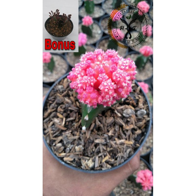 KAKTUS gymnocalycium pink thailand