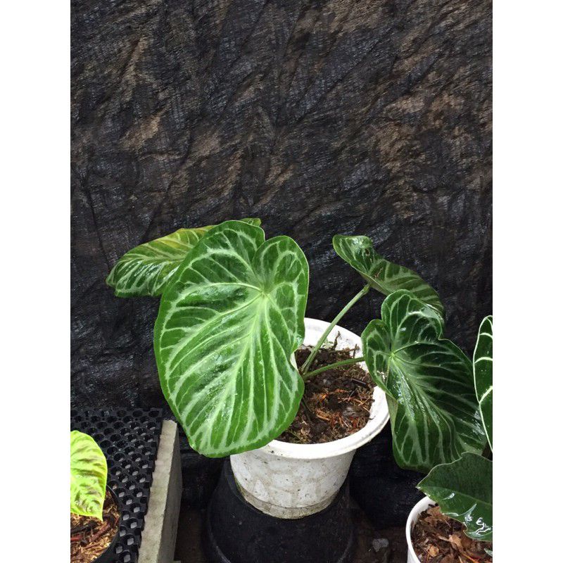 anakan baby anthurium kuping gajah silver cantik