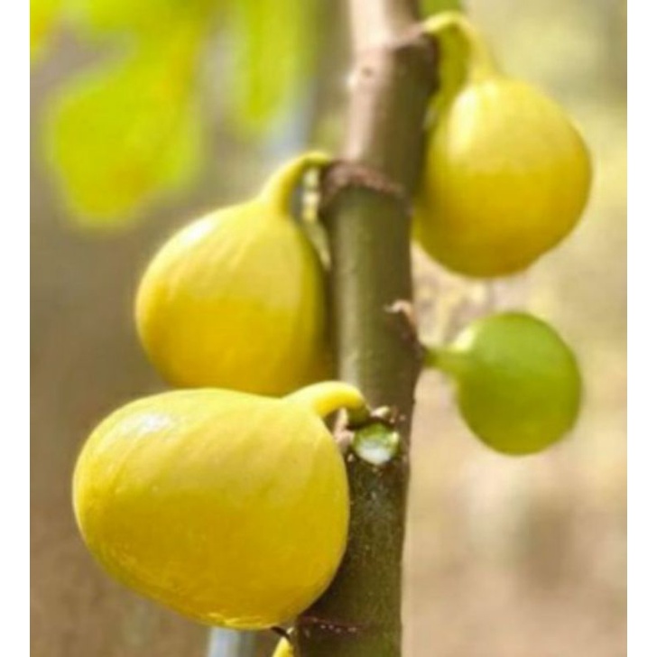 bibit tanaman buah tin/pohon buah tin kuning jumbo DEANA