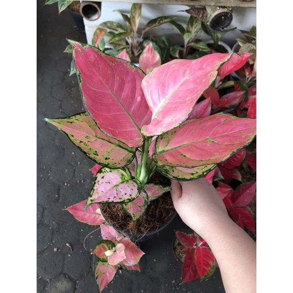 Aglaonema pink catrina