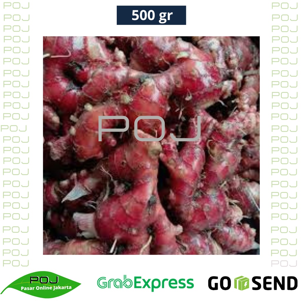 

Jahe Merah 500 gr✓Jahe ✓Jahe Merah Alami✓Jahe Merah Organik✓Jahe Merah Segar✓Rempah✓POJ