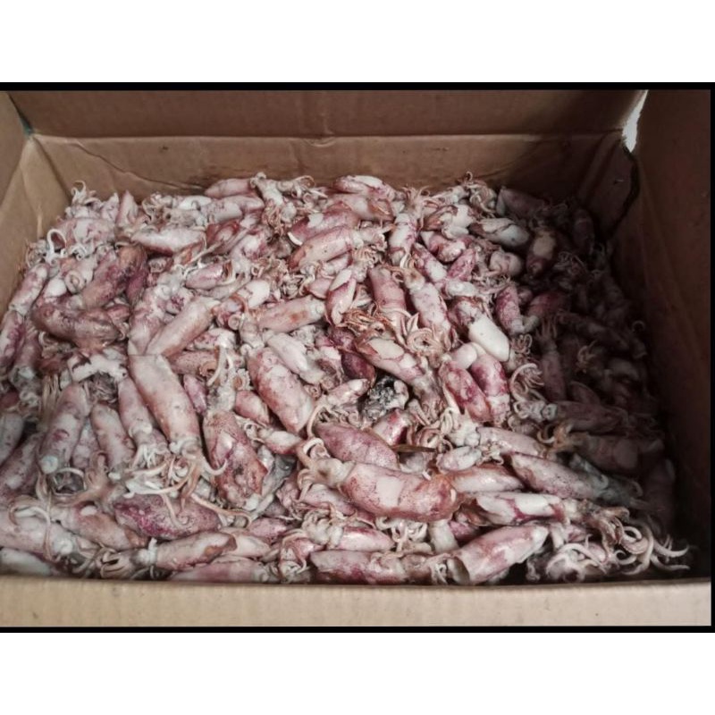 

Ikan asin cumi Beby 1000gr 1sampai 4cm/cumi asin baby /rebus/basa/cumi asin kecil