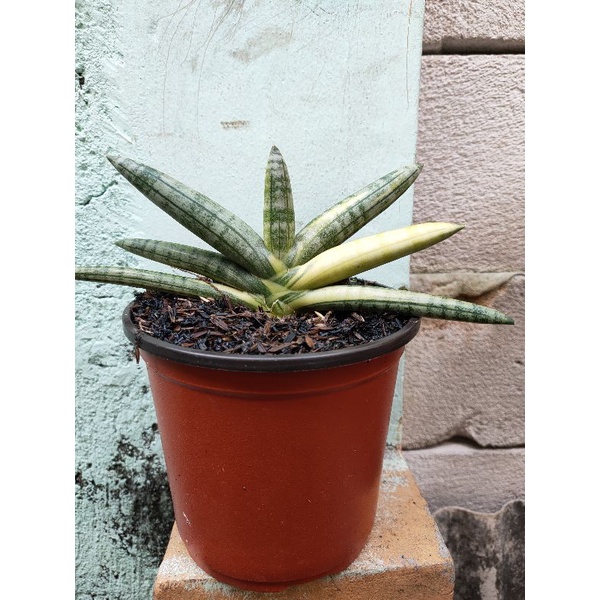 sansivera boncel varigata