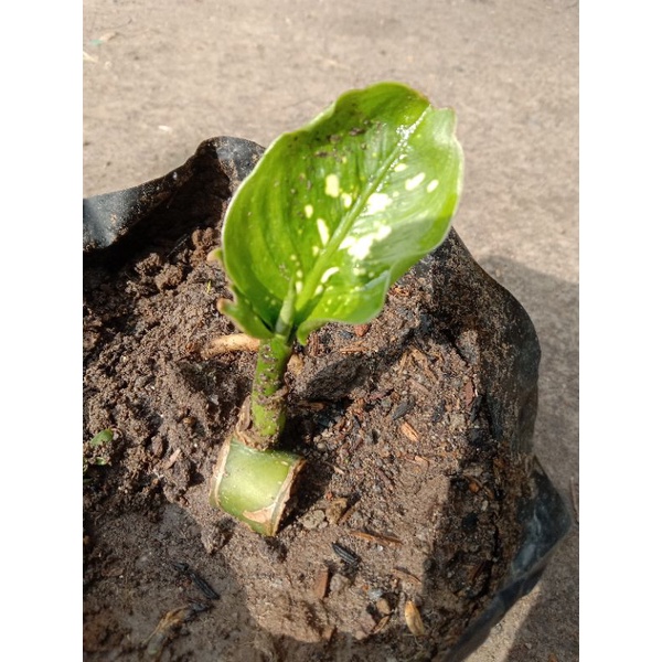 Sri rejeki beras tumpah