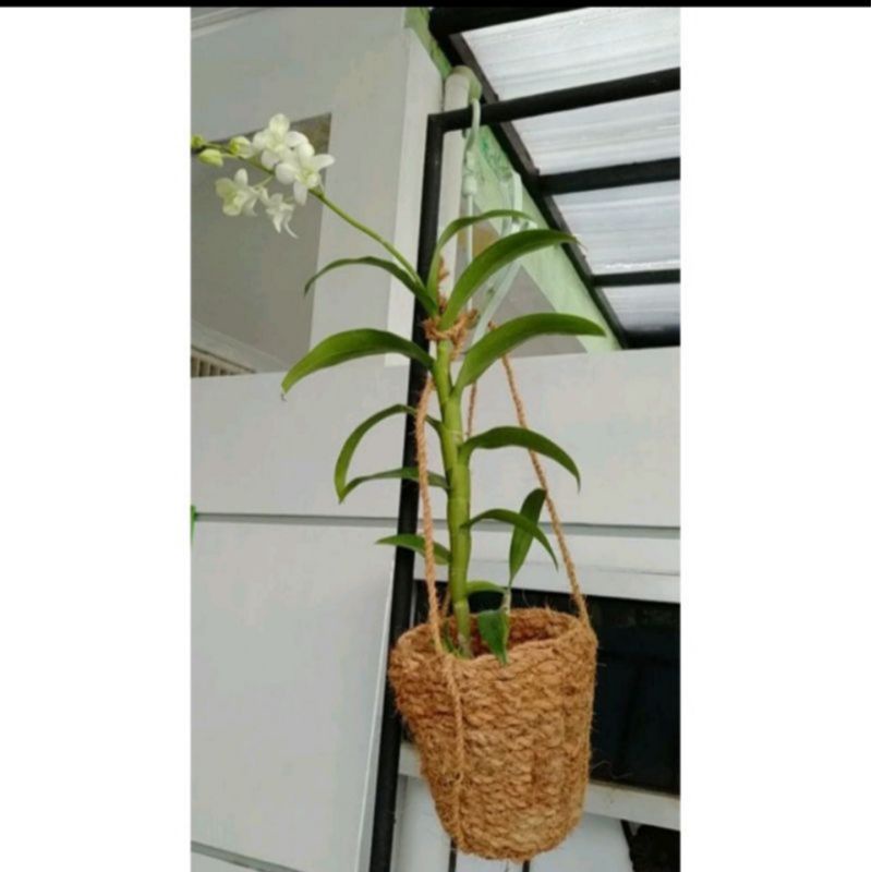 Pot sabut kelapa gantung pot anggrek sabut kelapa gantung cantik