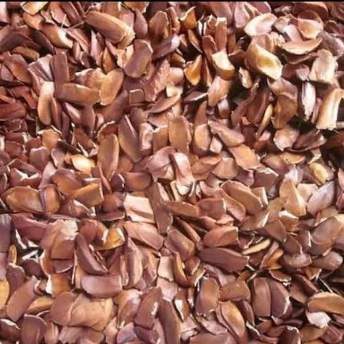 

BIJI MAUNI MAGOHANY BIJI MAHONI KERING