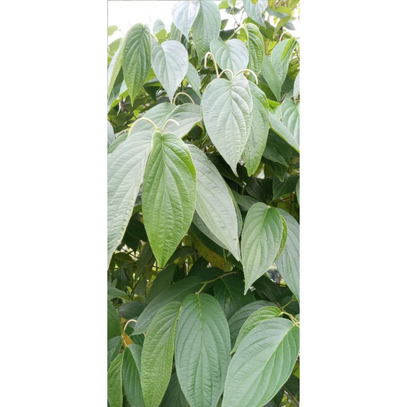 

Daun sirih hutan segar 500 grm