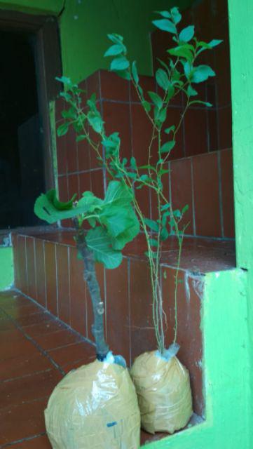 Bidara Arab Unggul Bercabang (luar Jawa Wajib Jne)