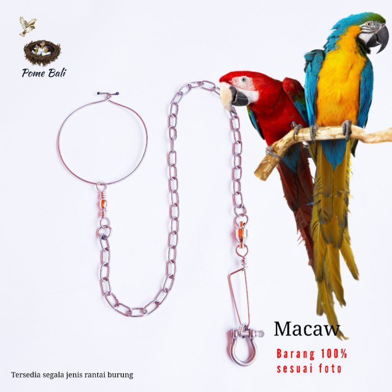 Rantai Burung Macaw / Makaw