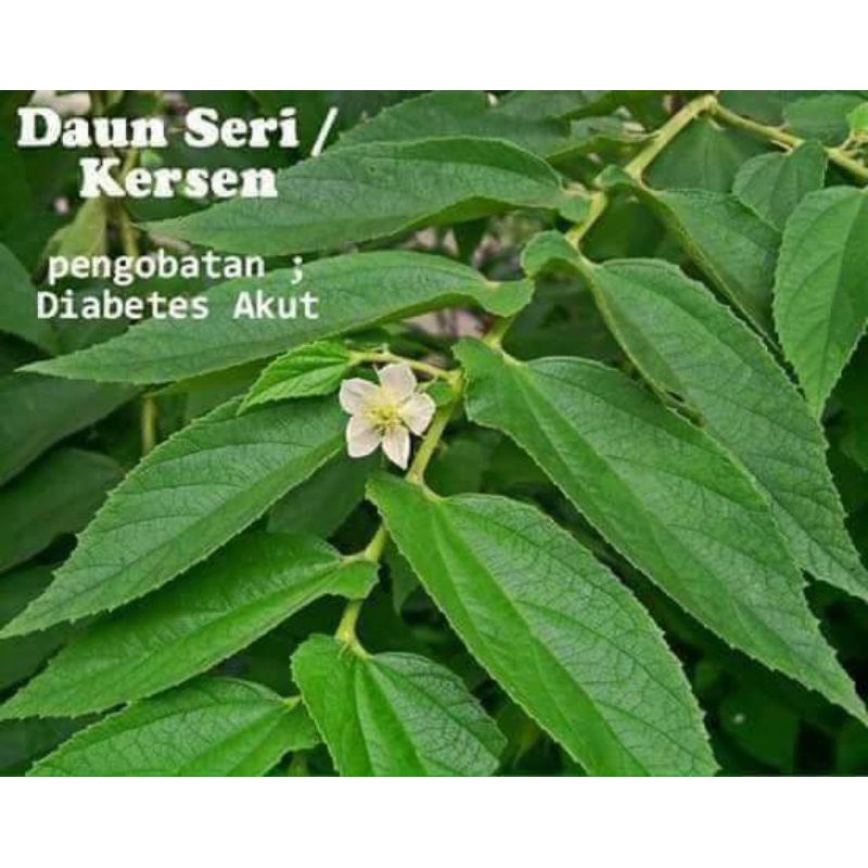 

DAUN SERI /DAUN ANGGRUNG/ DAUN KERSEN 100 GR