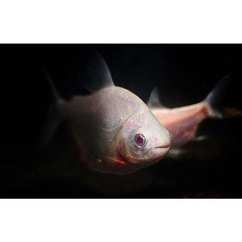 Ikan Pacu/Bawal Albino
