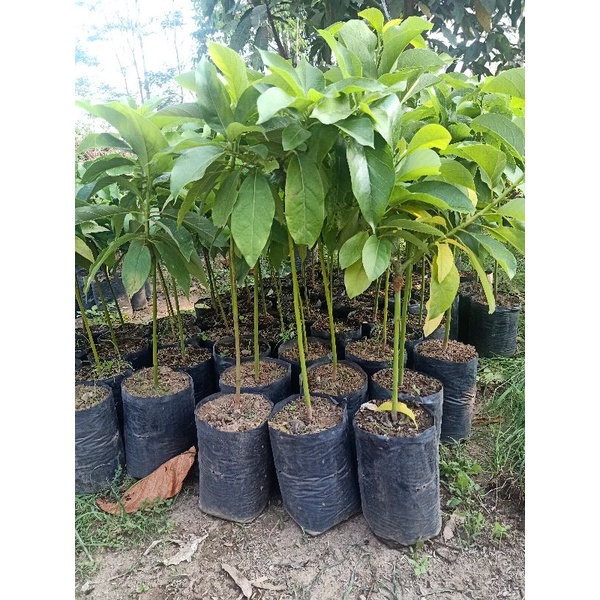 bibit alpukat miki depok