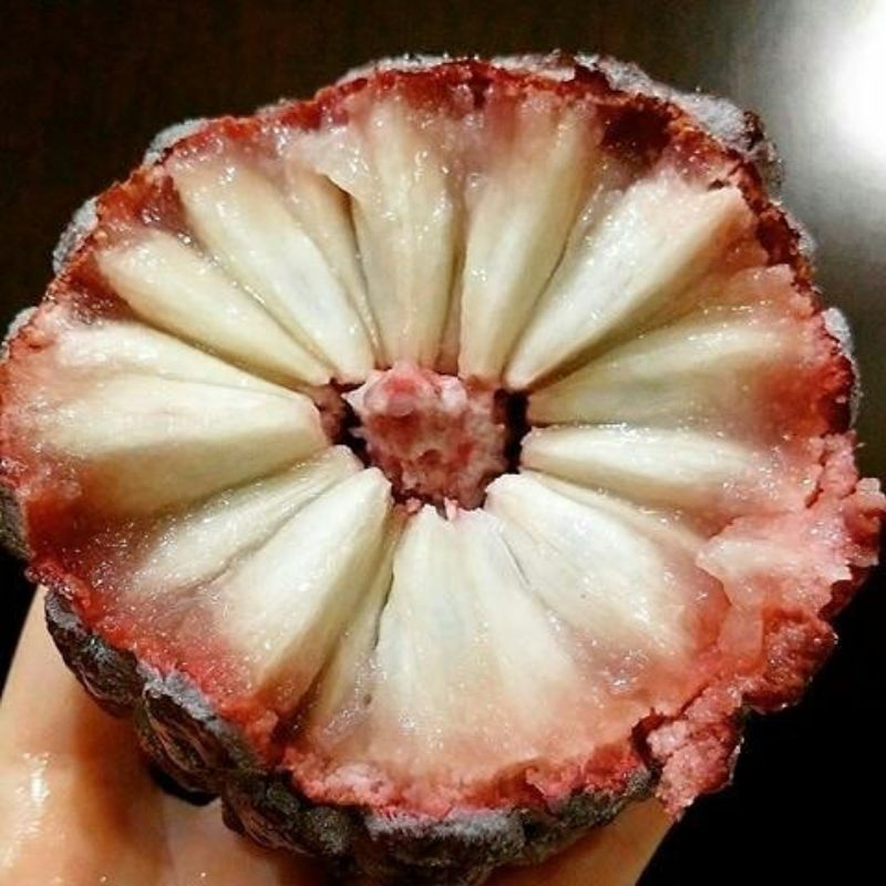 bibit srikaya merah super jumbo