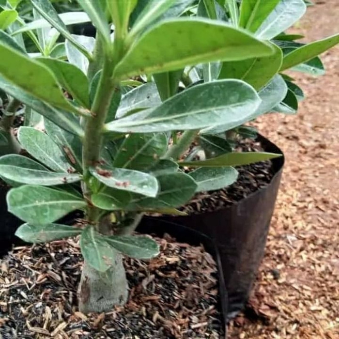 

NEW!! Bibit bunga adenium-kamboja jepang
