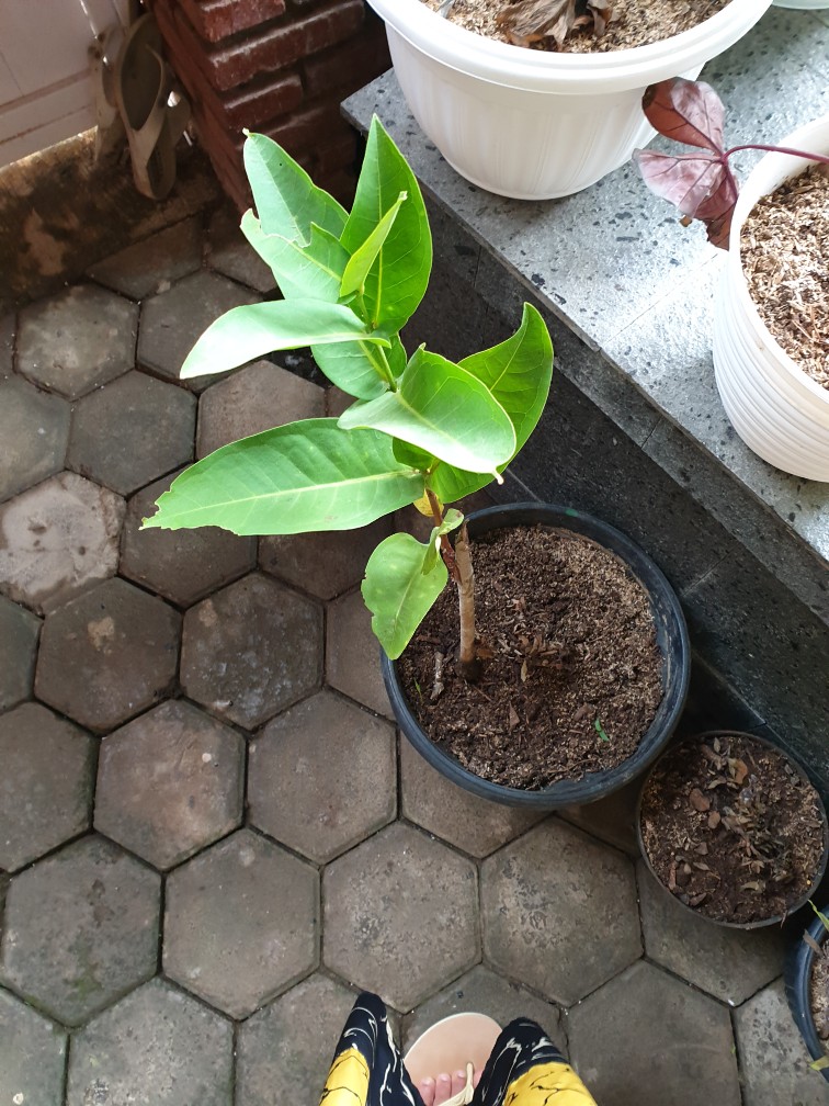 Bibit Jambu Black Diamond Supermurah