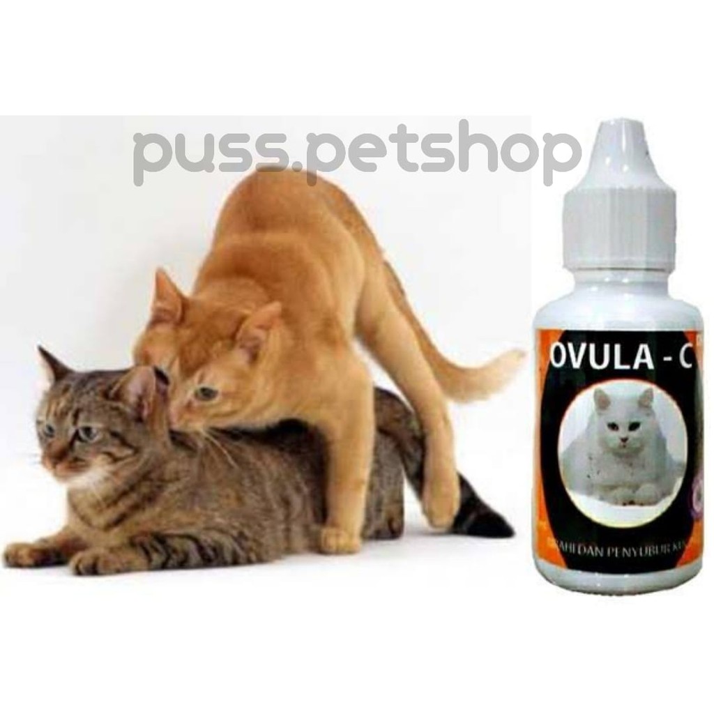 Obat Penyubur Kandungan Kucing Obat Penambah Birahi Kucing Obat Ovula C Obat Ovula C Obat Kucing