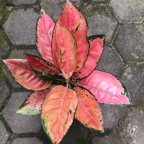 { BISA COD } Aglonema Kochin Red Paramruay Remaja | Tanaman Hias Bunga Aglonema Kochin Paramuai Mera