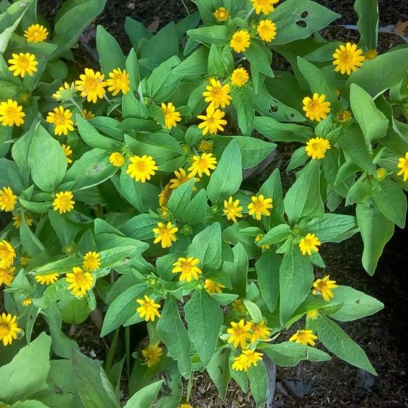 ✦ tanaman bunga matahari kecil ←