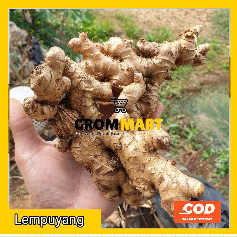 

Lempuyang basah fresh 500 gram