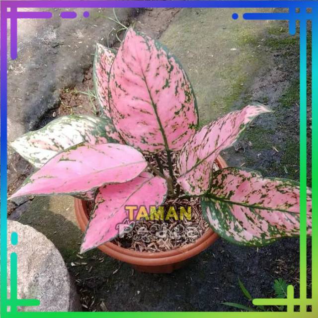 Aglonema Valentine/ Aglaonema Lady Valentine Remaja