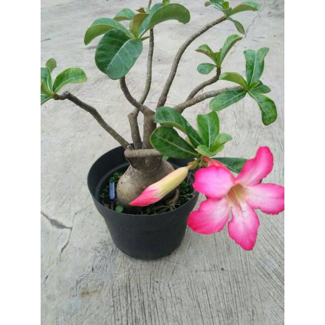 Bunga kamboja jepang