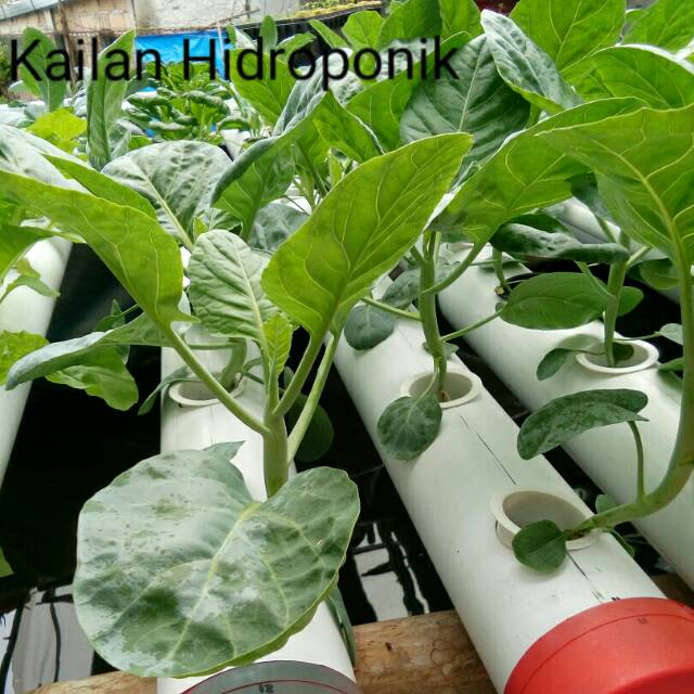 

Kailan Hidroponik