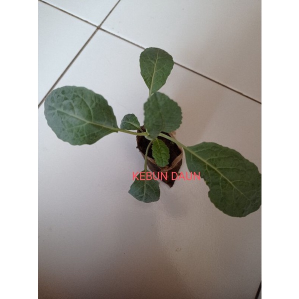 Bibit Tanaman Kale Nero || Kale Curly