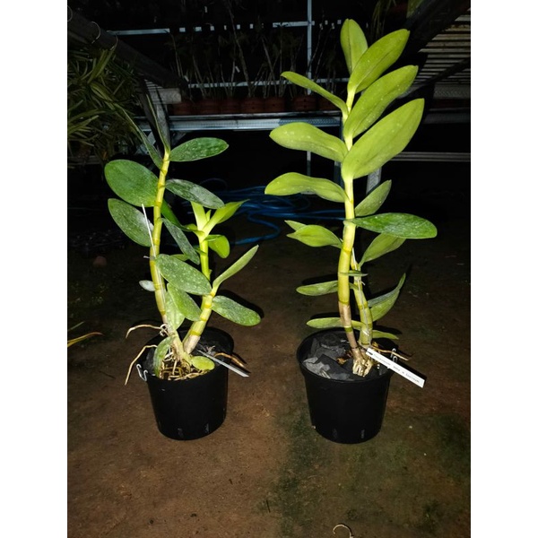 Dendro Silangan Helix X Taurinum